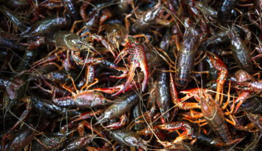 Meet the lobster-like crustaceans invading the Chicago River