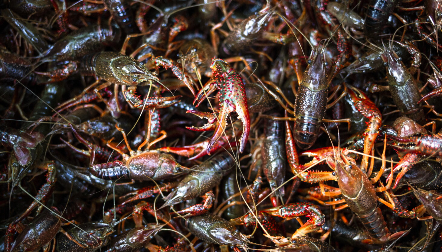 Meet the lobster-like crustaceans invading the Chicago River