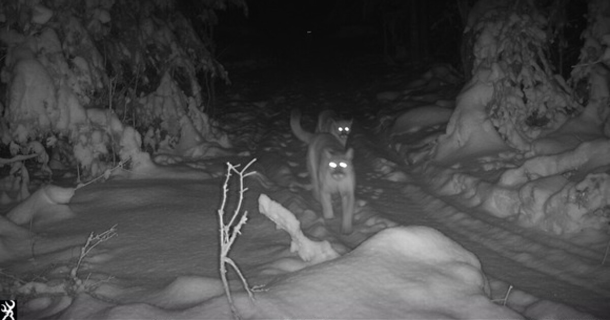 Cougars Near Me: Making sense of the uptick in big cat sightings