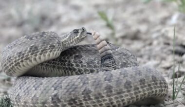 What to -- and what not to do -- if you encounter a rattlesnake