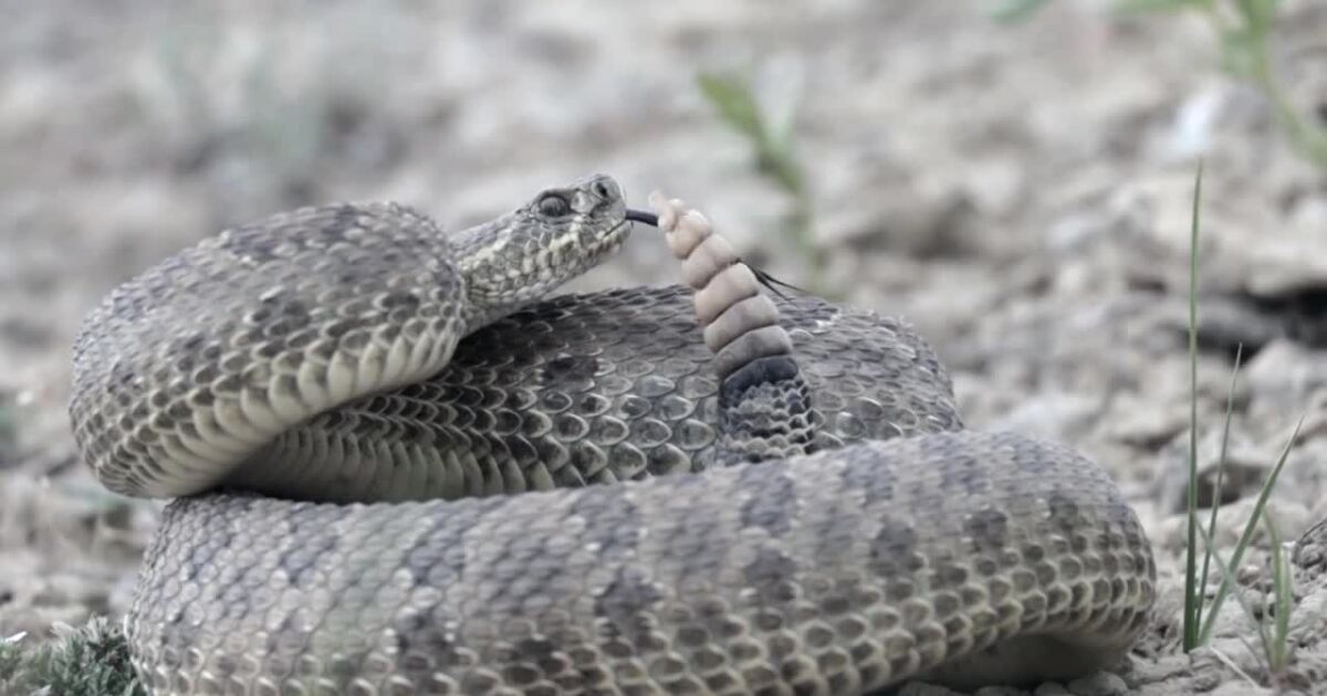 What to -- and what not to do -- if you encounter a rattlesnake