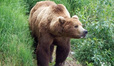 Brown bear seriously injures woman at her home near Kenai