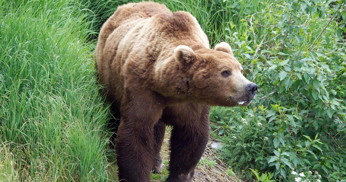 Brown bear seriously injures woman at her home near Kenai