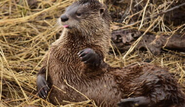 Otters in Kentucky are more common than you’d expect