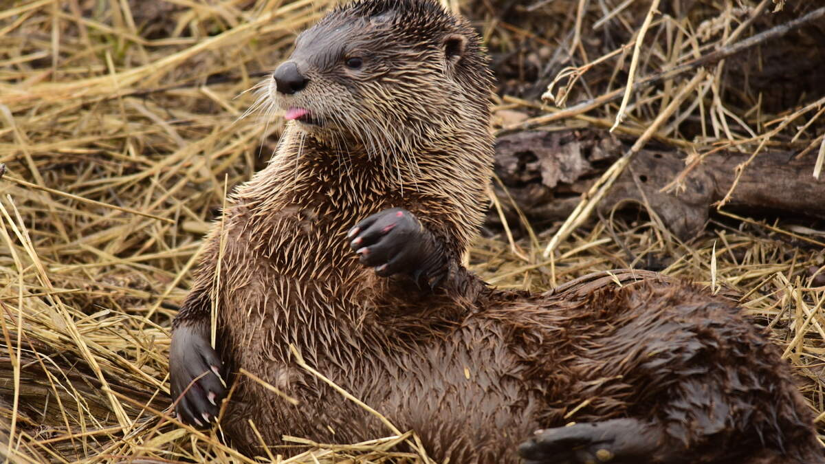 River otters rebounded across Kentucky after reintroduction efforts. River otters rebounded across Kentucky after reintroduction efforts.
