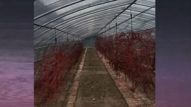 Rows of crawl in a greenhouse in Vita Carnis.