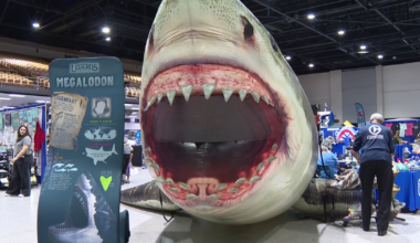 SharkCon invades Tampa, turning fear into fascination