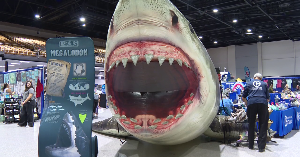 SharkCon invades Tampa, turning fear into fascination