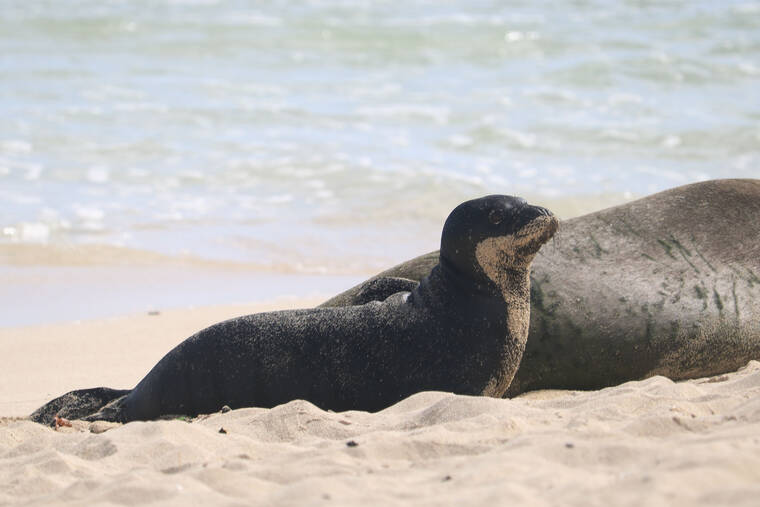 COURTESY HAWAII MARINE ANIMAL RESPONSE
                                Endangered Hawaiian monk seal pup PO11 looks around while mother Rocky, or RH58, rests along the shoreline.