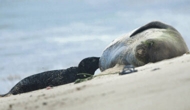 Monk seal pup birth at Kalaeloa prompts calls for protective measures
