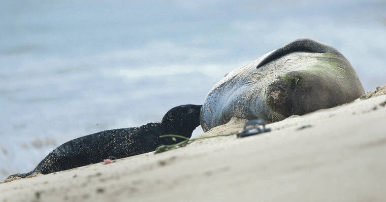 Monk seal pup birth at Kalaeloa prompts calls for protective measures