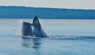 Video shows humpback whale feeding in Penobscot Bay