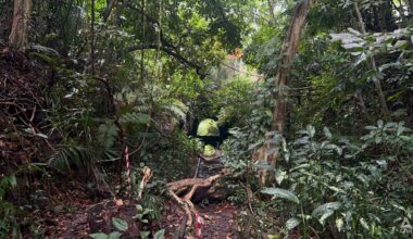 Nature groups call for stronger environmental safeguards over Sunset Way, Gillman Barracks housing plans