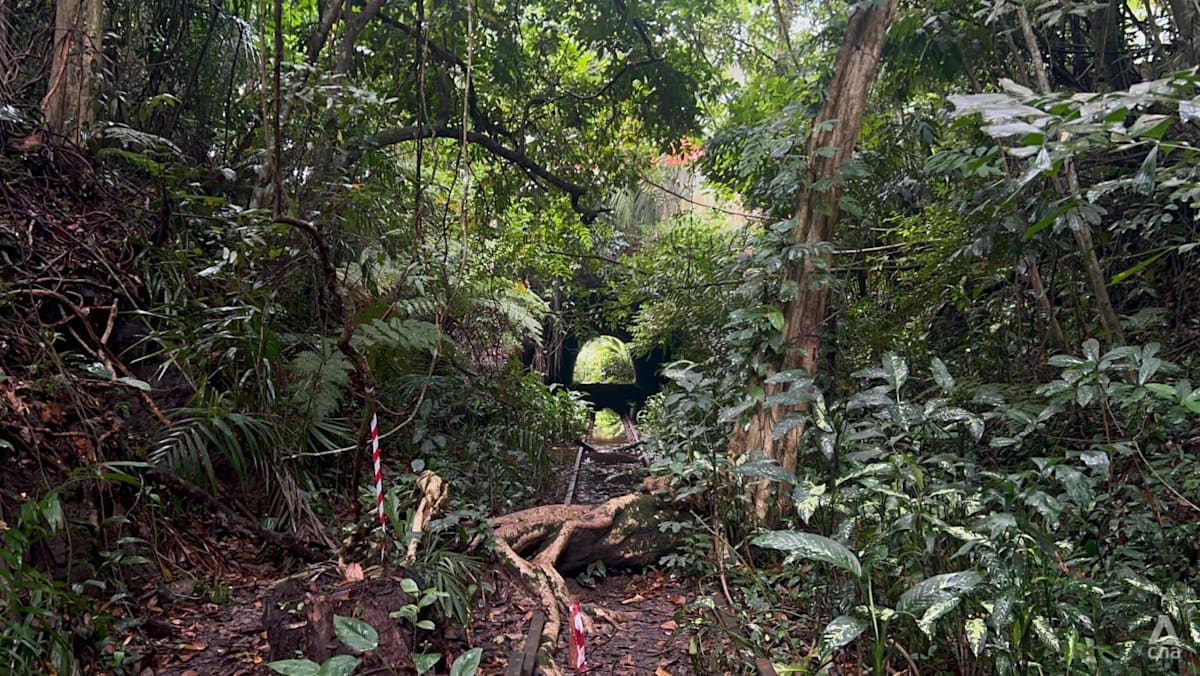 Nature groups call for stronger environmental safeguards over Sunset Way, Gillman Barracks housing plans