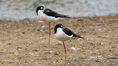Hawaii had only 200 of these birds left. After 50 years of wetland restoration, more than 1,500 have returned
