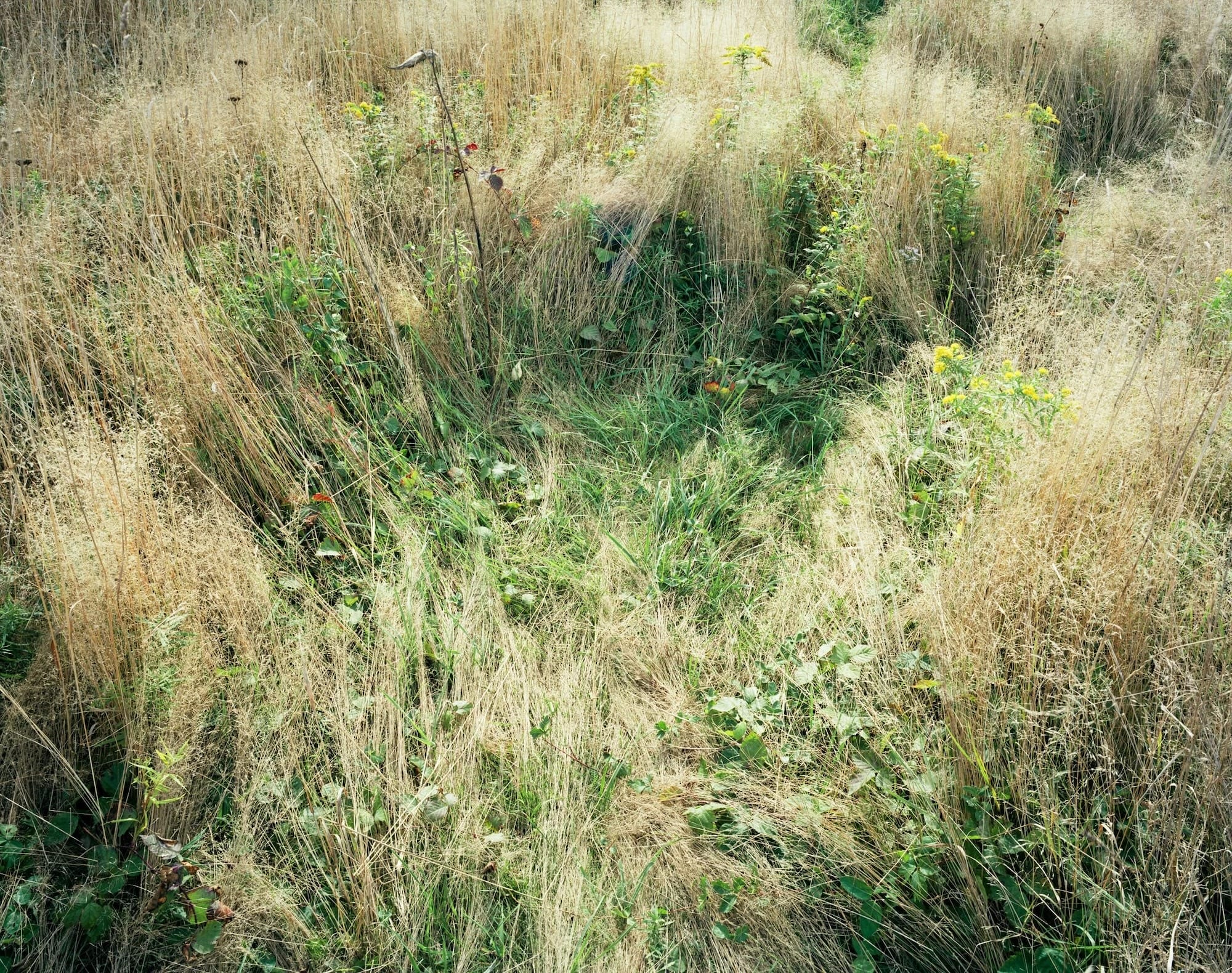 a photograph of a meadow with a flattened area where a deer had previously slept