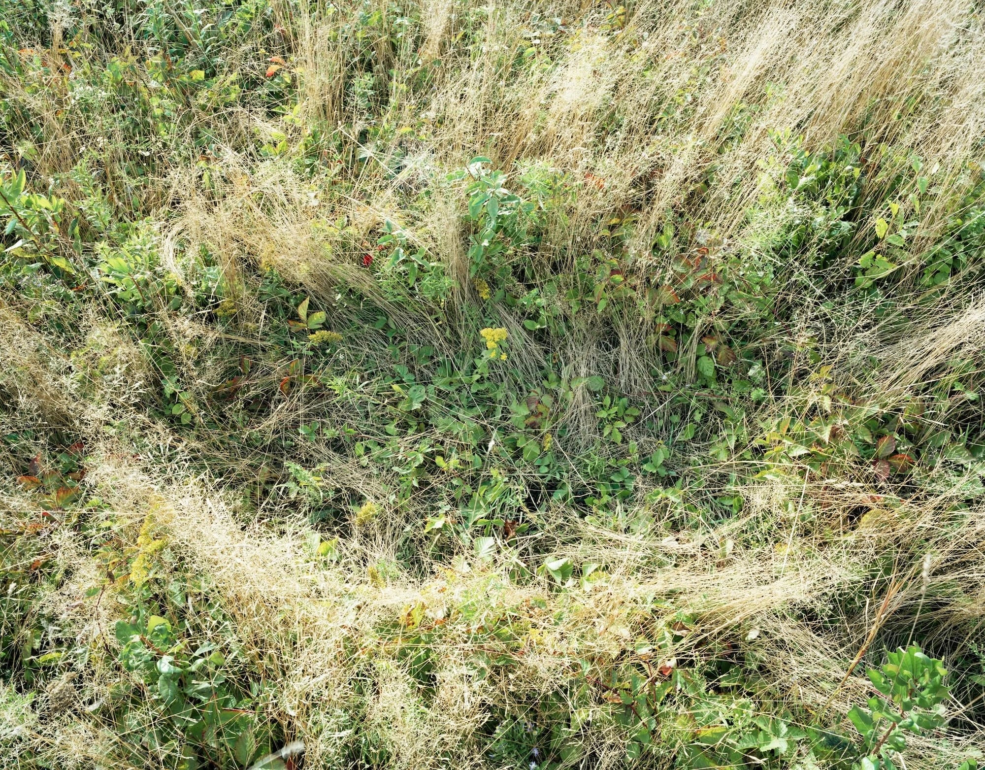 a photograph of a meadow with a flattened area where a deer had previously slept