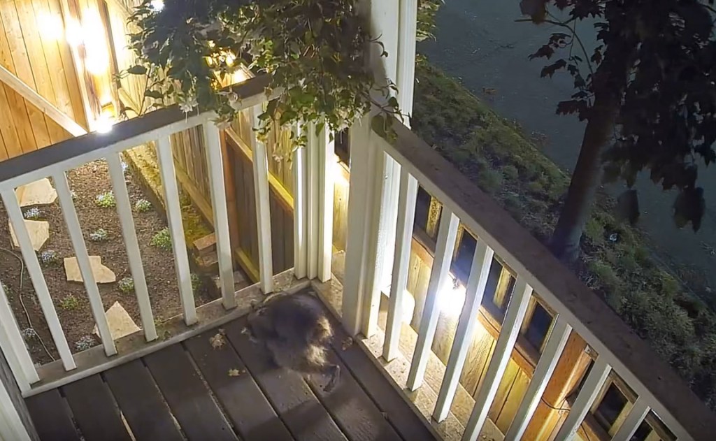 A raccoon named Jimothy on a balcony at night.