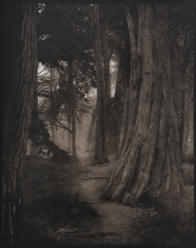 A shadowed path winds through dense trees in a dark, atmospheric landscape, © Ann Mitchell.