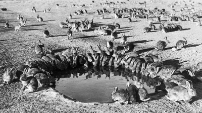 In 1986, Australia eradicated rabbits from an island stripped bare by 150 years of grazing; native vegetation and seabird habitat are returning