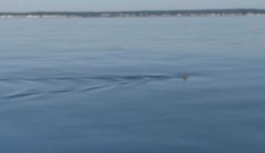 Wells beaches closed to swimming after great white shark sighting
