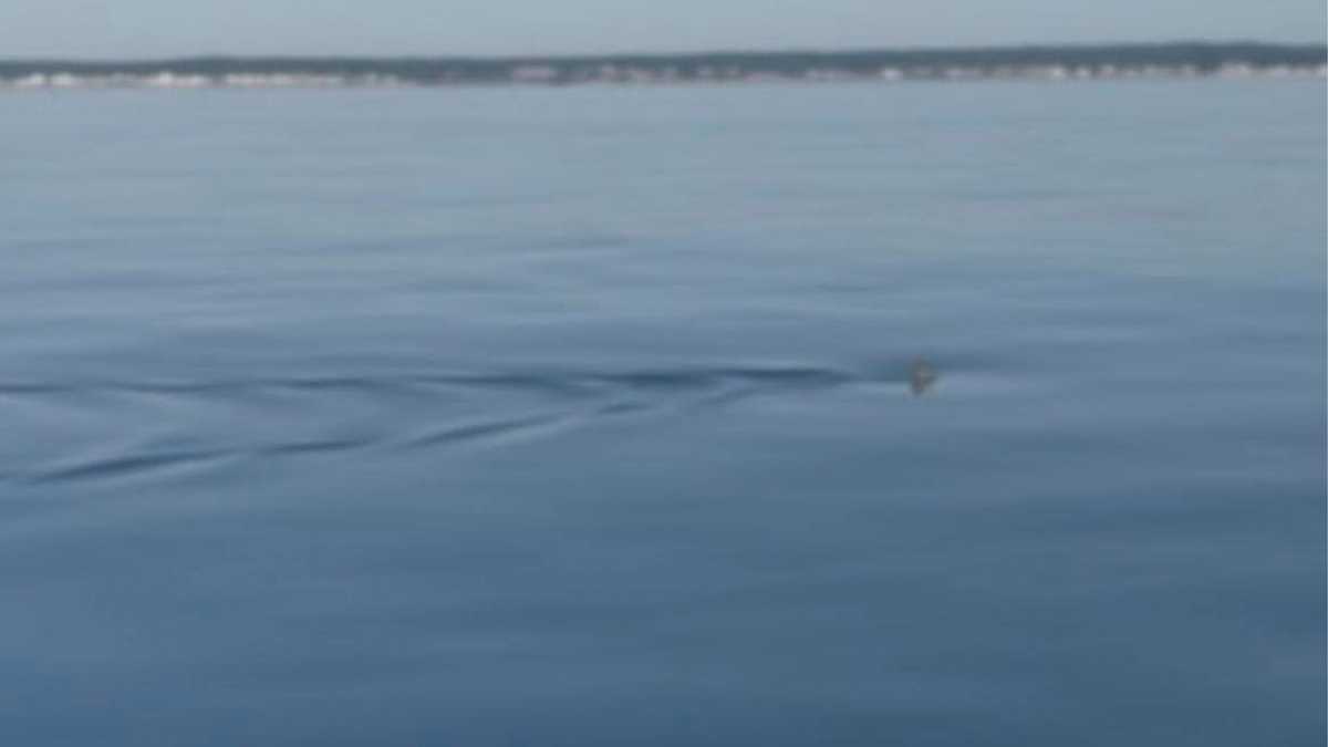 Wells beaches closed to swimming after great white shark sighting