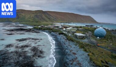 Australia to withdraw staff from Macquarie Island due to 'psychological risk' of bird flu