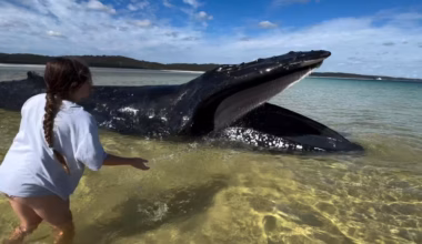 Girl, 10, helps save stranded humpback whale at K’gari