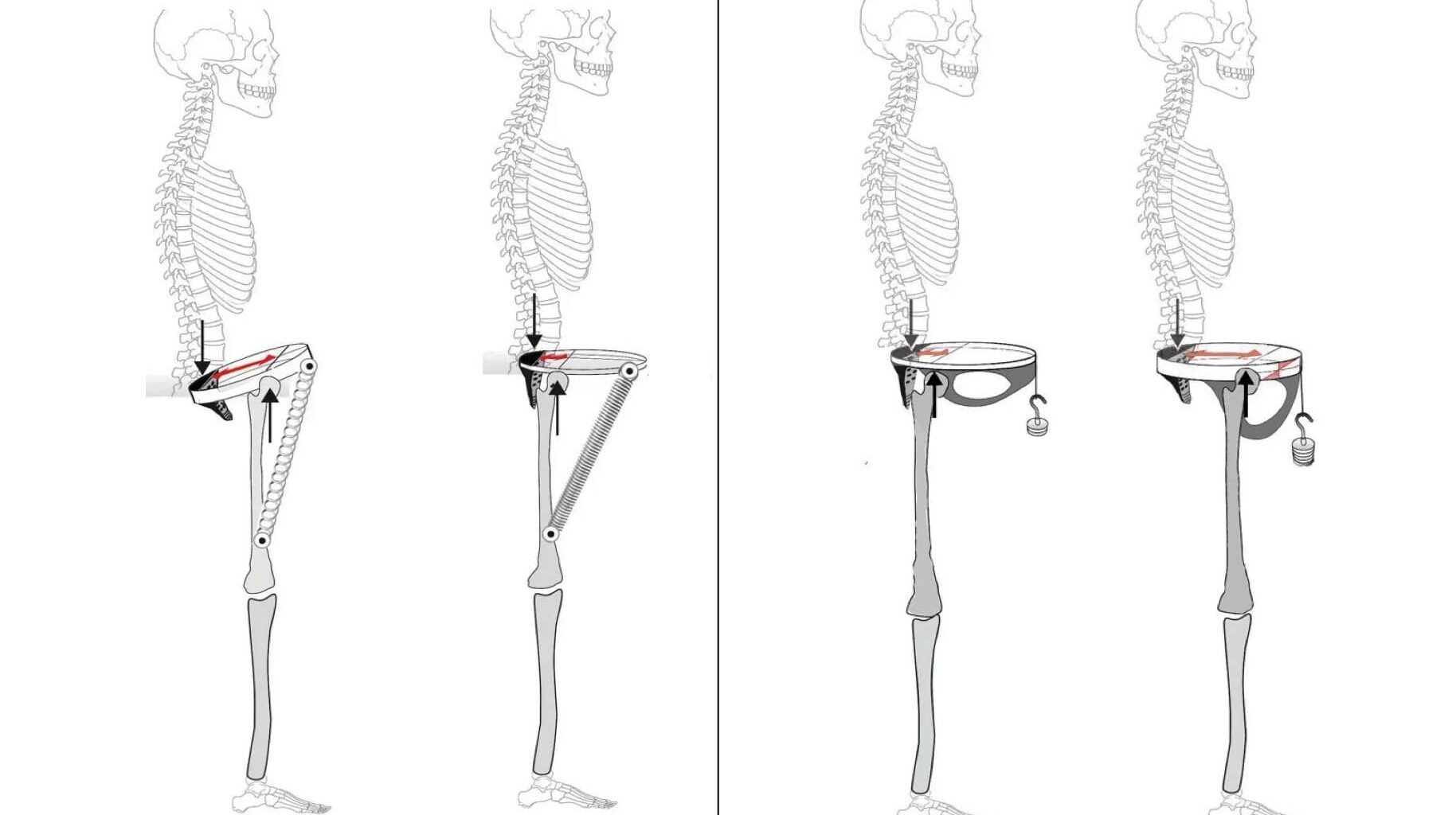 His pelvis was made for walking. Hers? Not so much, claims study of Neanderthal bones