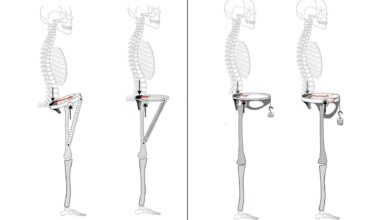 His pelvis was made for walking. Hers? Not so much, claims study of Neanderthal bones
