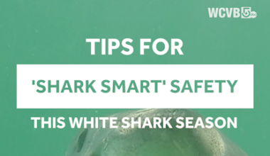 Great white researchers' tips for staying safe this season