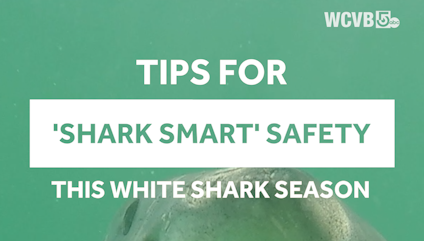 Great white researchers' tips for staying safe this season