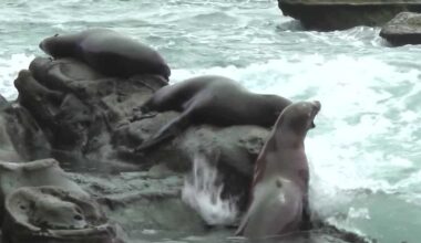 San Diego considers closing La Jolla Cove to protect sea lions