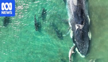 Pygmy blue whale beaches and dies off NT coast in first sighting for Gulf of Carpentaria