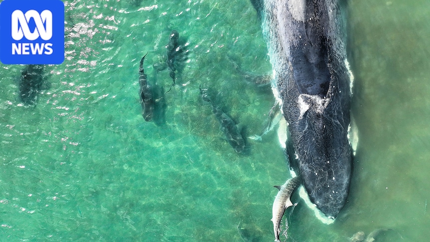 Pygmy blue whale beaches and dies off NT coast in first sighting for Gulf of Carpentaria