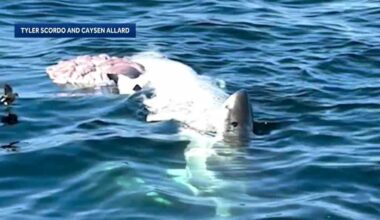 Researcher discusses significance of NH shark sighting