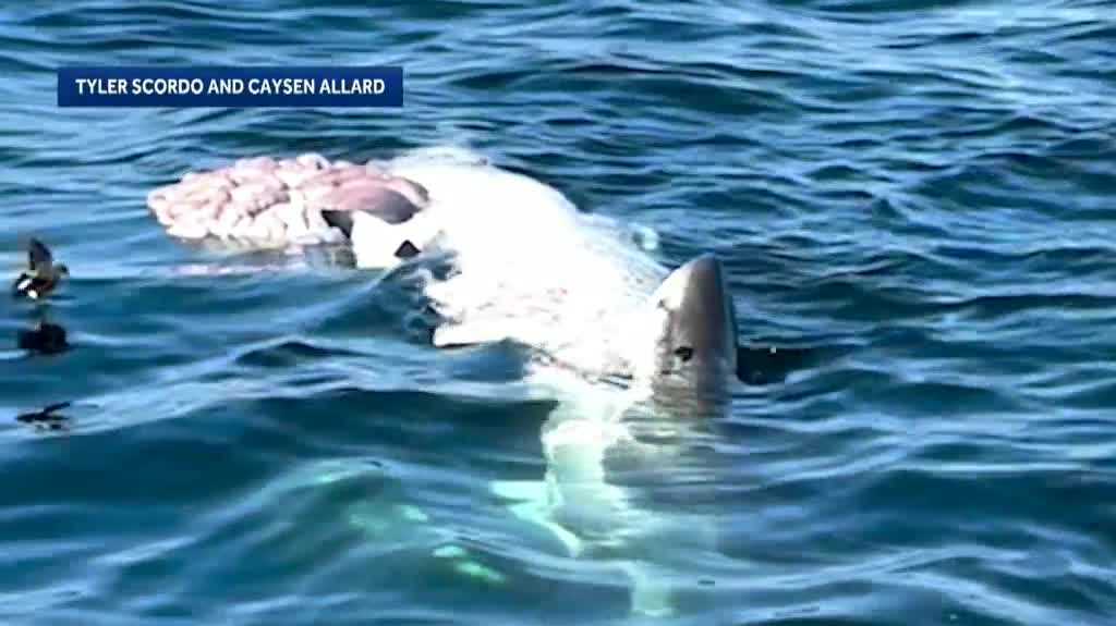 Researcher discusses significance of NH shark sighting