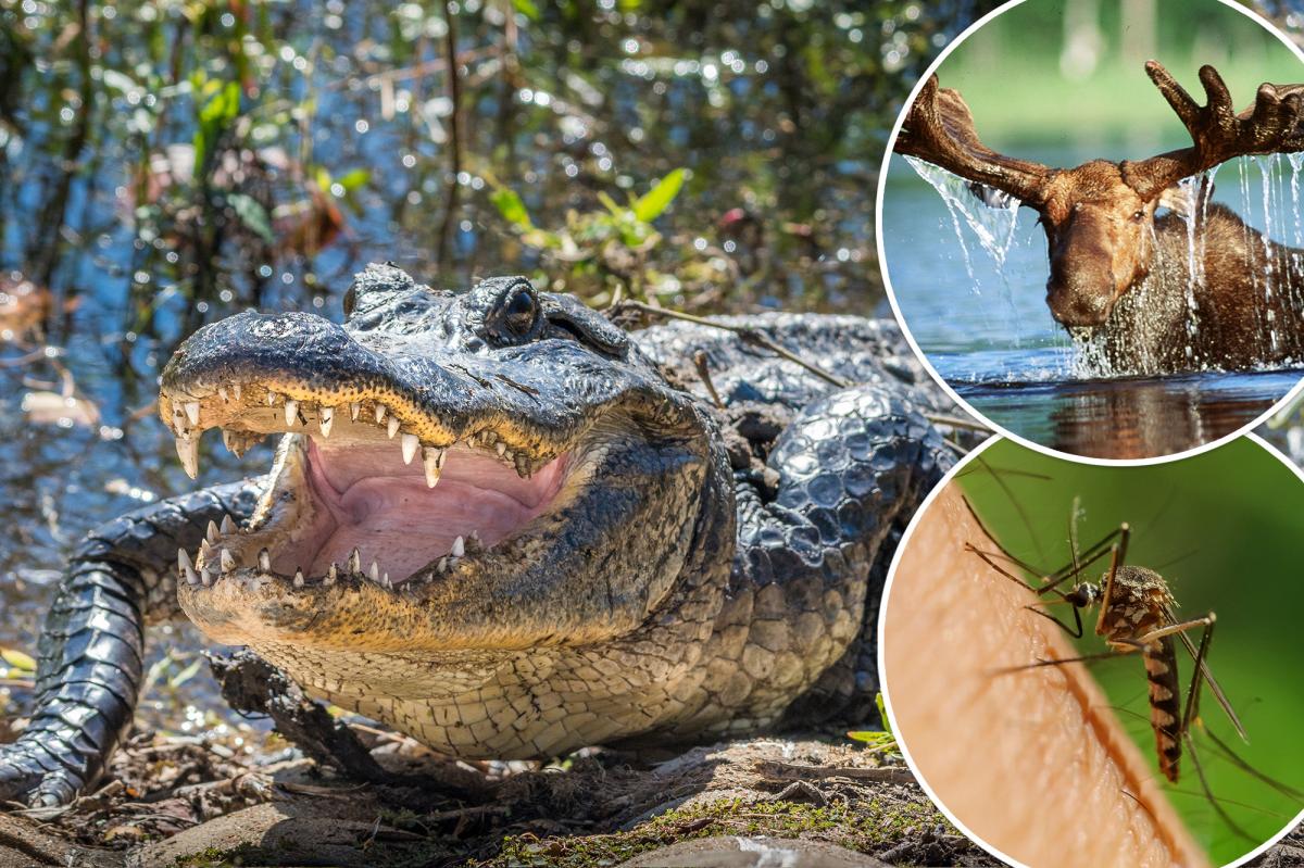 Animals most likely to kill you in your state