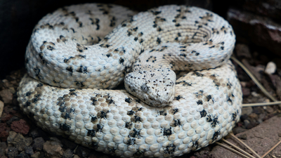 Florida Python Challenge 2026: How one hunter removed 96 Burmese pythons from the Everglades in 10 days