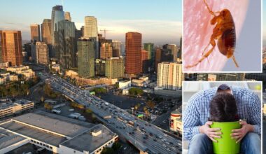 LA flea-borne Typhus outbreak under Investigation