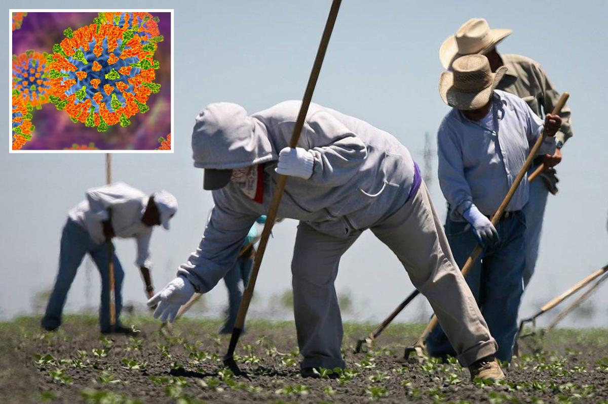 Mass measles outbreak threatens Central Valley after farmworkers left Arizona