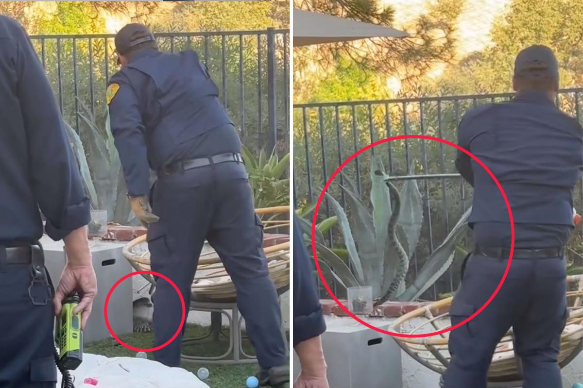 Large rattlesnake found lurking in children's toys in Calabasas