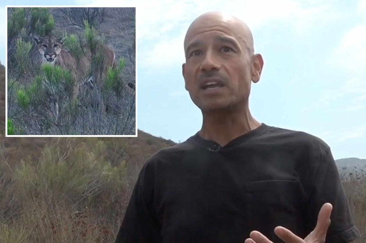 California hiker is hunted by massive mountain lion