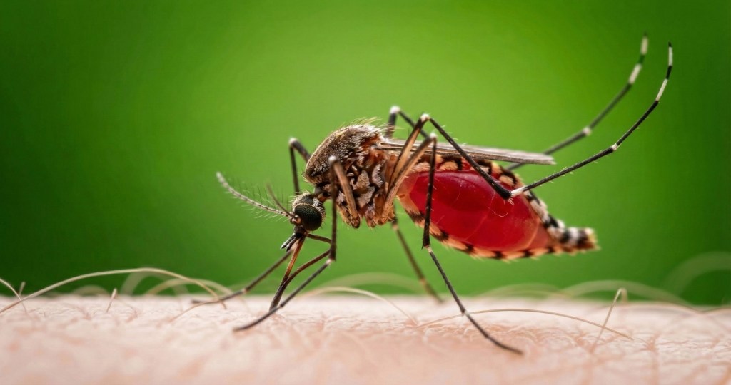 Close-up of an Aedes aegypti mosquito with a blood-filled abdomen, biting human skin.