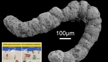 The answer to how life evolved on Earth lies in poop: Study