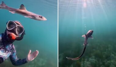 Curious baby shark in Australia swims alongside diver in unforgettable encounter: video