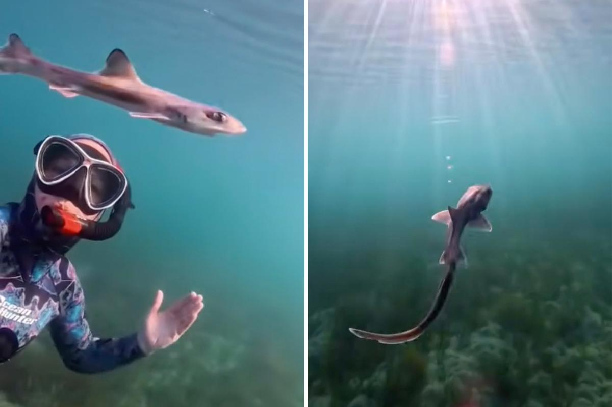 Curious baby shark in Australia swims alongside diver in unforgettable encounter: video