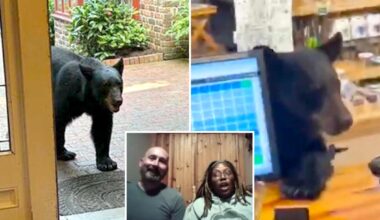 Bear crashes couple's anniversary getaway, rummages through Tennessee tea shop