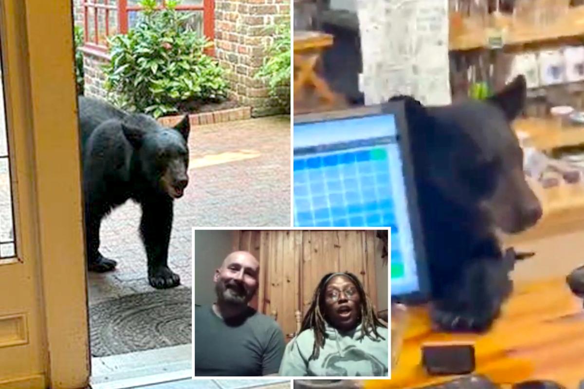 Bear crashes couple's anniversary getaway, rummages through Tennessee tea shop