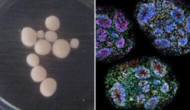 World's oldest lab-grown human brains grow for seven years recording 'passage of time'